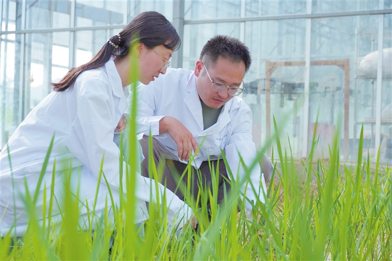 茶稻誕生！三亞科研新突破引領農業生物技術開發